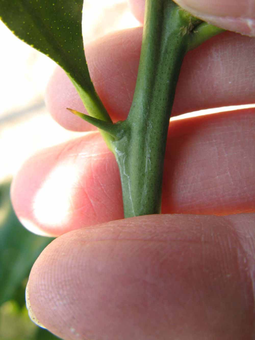              First year twig (Winter Haven, FL)       